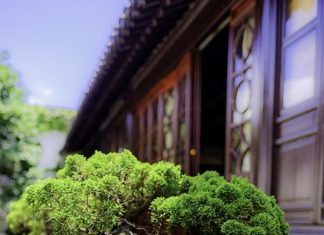 Bonsai z roślin doniczkowych