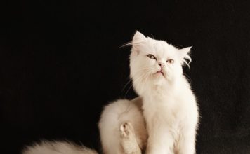Czy pchły gryzą ludzi czy pchły gryzą ludzi