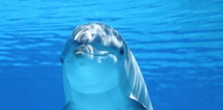 Ile włóczki Dolphin baby na kocyk?