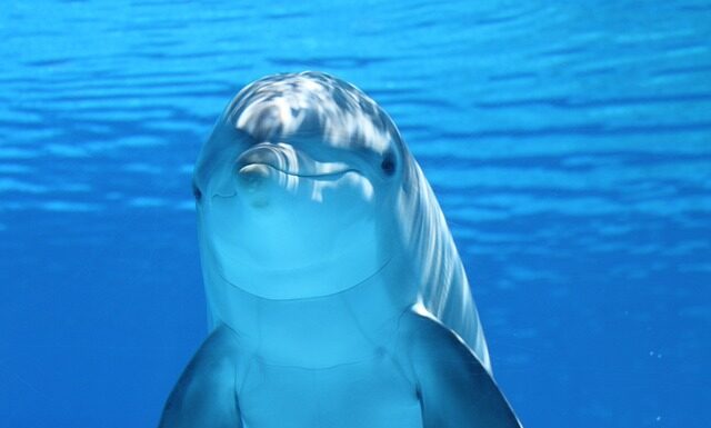 Ile włóczki Dolphin baby na kocyk?