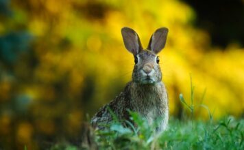 Jak przebić uszy w domu igłą? Jak przebić uszy w domu igłą?