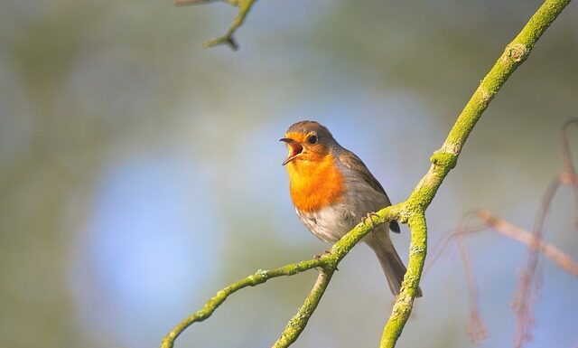 Kto śpiewa arię Gdybym rannym słonkiem?